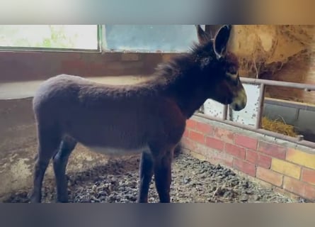 Esel, Hengst, 1 Jahr, Rappe