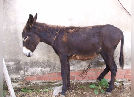 Esel, Hengst, 2 Jahre, 135 cm, Rappe
