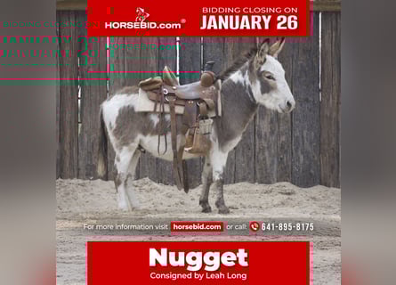 Esel, Hengst, 3 Jahre, 104 cm, Schecke