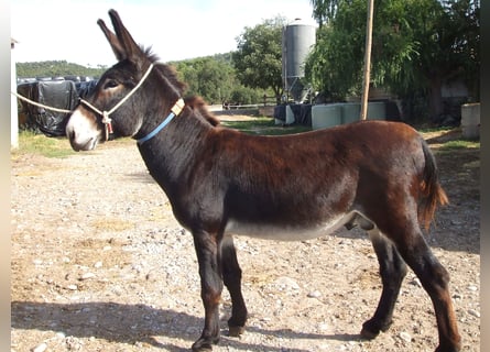 Esel, Hengst, 3 Jahre, 138 cm, Rappe