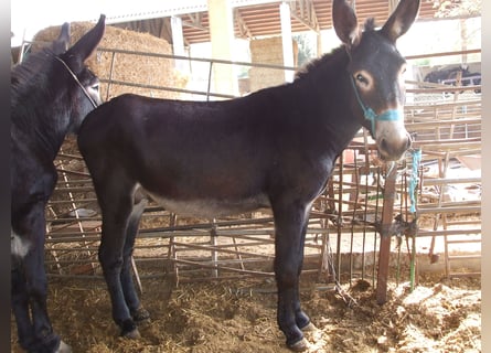 Esel, Hengst, 3 Jahre, 140 cm, Rappe