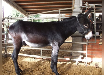 Esel, Hengst, 5 Jahre, 147 cm, Rappe