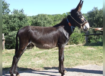Esel, Hengst, 5 Jahre, 155 cm, Rappe