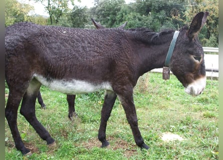 Esel, Stute, 10 Jahre, 145 cm, Rappe