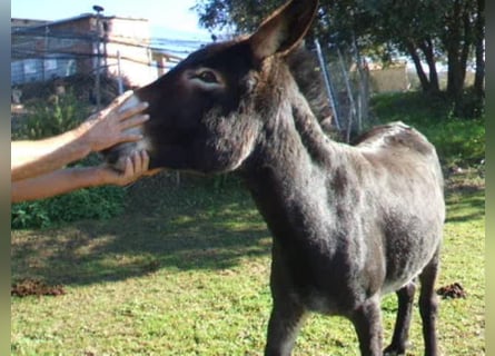 Esel, Stute, 12 Jahre, 130 cm, Rappe