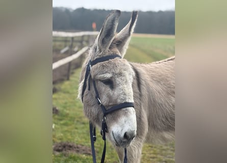 Esel, Stute, 15 Jahre, 135 cm