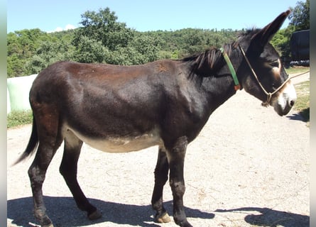 Esel, Stute, 15 Jahre, 151 cm, Rappe
