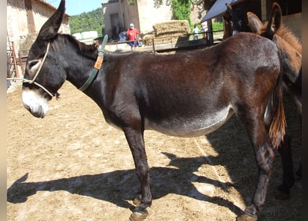 Esel, Stute, 16 Jahre, 140 cm, Rappe