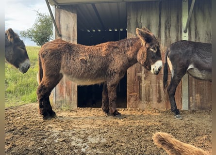 Esel, Stute, 17 Jahre, 152 cm, Dunkelbrauner