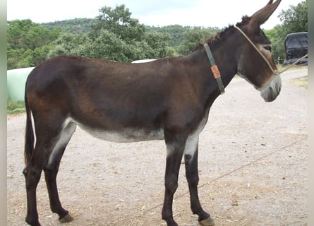 Esel, Stute, 18 Jahre, 142 cm, Rappe