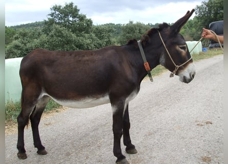 Esel, Stute, 19 Jahre, 135 cm, Rappe