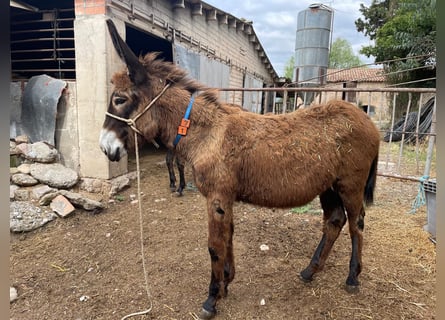 Esel, Stute, 1 Jahr, 131 cm, Rappe