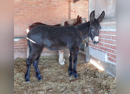 Esel, Stute, 1 Jahr, 135 cm, Rappe