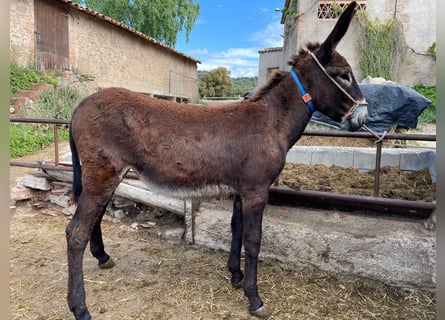 Esel, Stute, 1 Jahr, 142 cm, Rappe