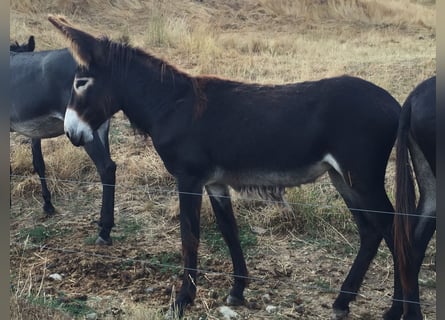 Esel, Stute, 2 Jahre, 138 cm, Dunkelbrauner