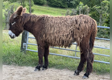 Esel, Stute, 2 Jahre, 140 cm, Brauner