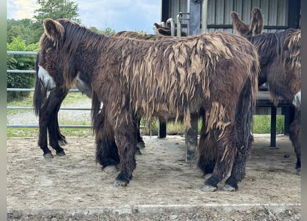Esel, Stute, 3 Jahre, 140 cm, Brauner
