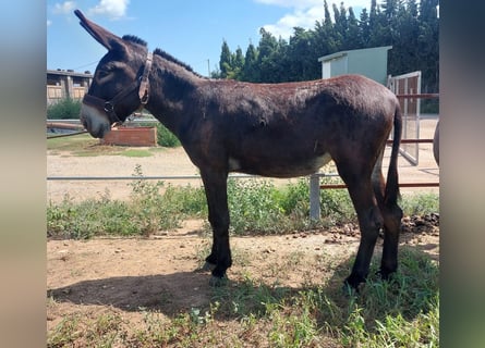 Esel, Stute, 3 Jahre, 152 cm, Rappe