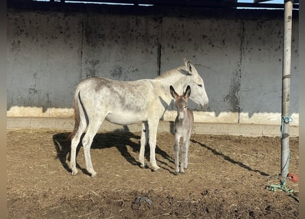 Esel, Stute, 4 Jahre, 145 cm, Schimmel