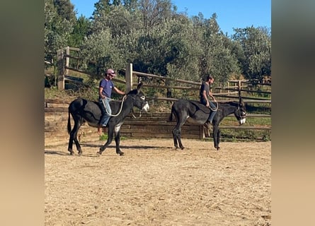 Esel, Stute, 4 Jahre, 151 cm, Rappe