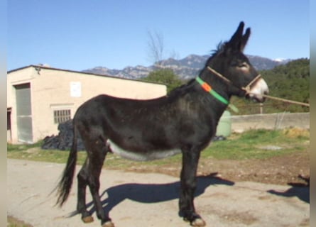Esel, Wallach, 12 Jahre, 147 cm, Rappe