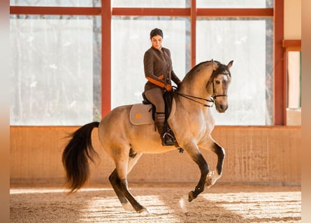 Lusitanos, Hengst, 16 Jahre, 164 cm, Buckskin