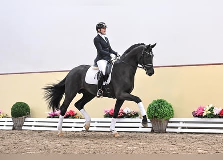 Oldenburger, Hengst, 6 Jaar, 169 cm, Zwart