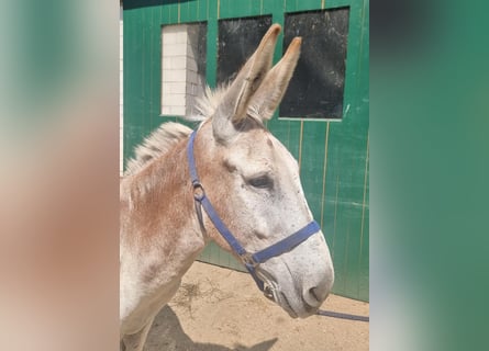 Ezel, Hengst, 11 Jaar, 137 cm, Vos