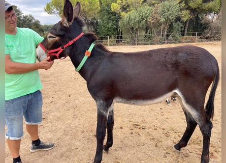 Ezel, Hengst, 1 Jaar, 132 cm, Zwart