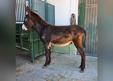 Ezel, Hengst, 2 Jaar, 144 cm, Zwart