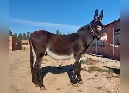 Ezel, Hengst, 9 Jaar, 152 cm, Zwart