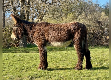 Ezel, Hengst, 19 Jaar, 154 cm, Donkerbruin