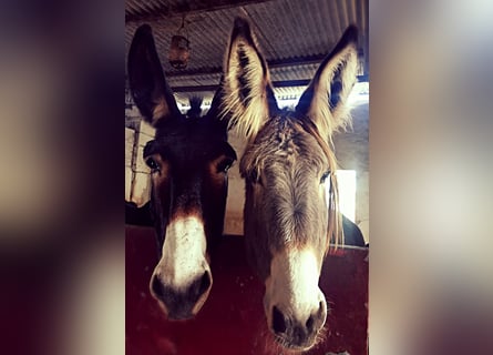 Ezel, Merrie, 10 Jaar