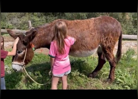 Ezel, Merrie, 15 Jaar, 145 cm, Zwart