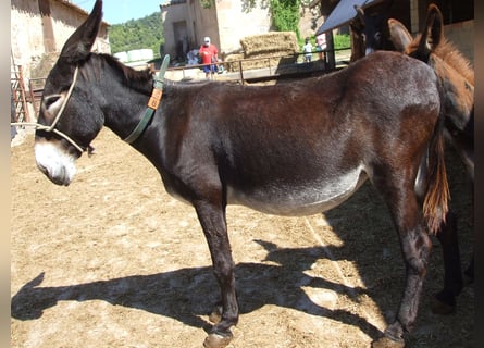 Ezel, Merrie, 18 Jaar, 140 cm, Zwart