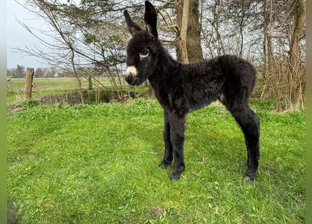 Ezel, Merrie, 1 Jaar, Donkerbruin