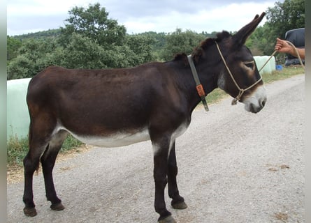 Ezel, Merrie, 20 Jaar, 135 cm, Zwart