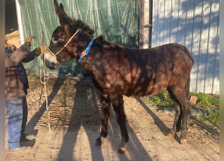 Ezel, Merrie, 2 Jaar, 131 cm, Zwart