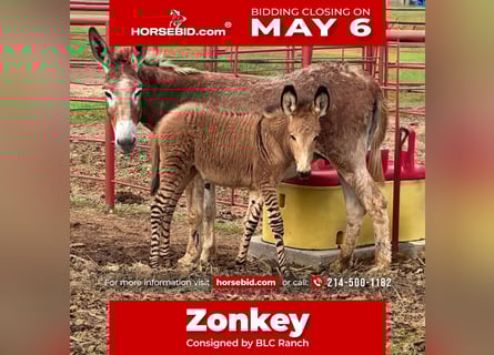 Ezel Mix, Merrie, 2 Jaar