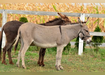 Ezel, Merrie, 6 Jaar, 125 cm, Falbe