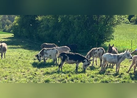 Ezel, Merrie, 8 Jaar, 105 cm, Gevlekt-paard