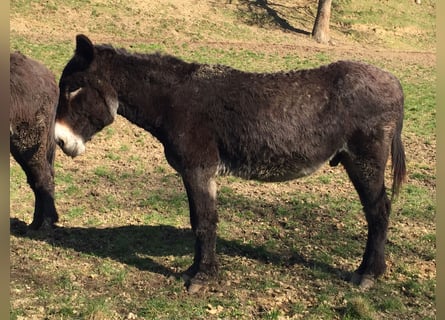 Ezel, Ruin, 12 Jaar, 146 cm, Donkerbruin