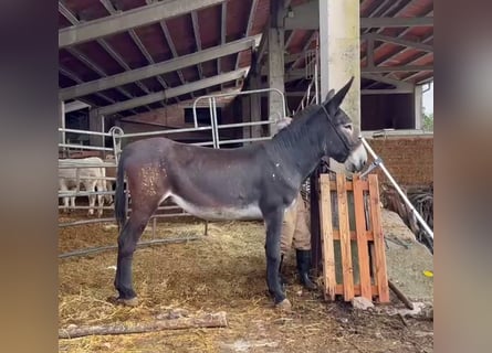 Ezel, Ruin, 3 Jaar, 150 cm, Zwart