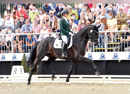 Oldenbourg, Étalon, 6 Ans