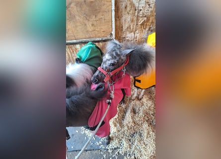 Falabella, Hengst, 1 Jaar, 70 cm, Appaloosa