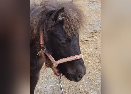 Falabella, Hengst, 1 Jahr, 75 cm, Dunkelbrauner