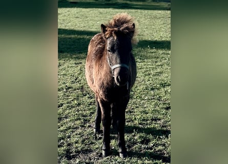 Falabella, Hengst, Fohlen (04/2026), 70 cm, Schwarzbrauner