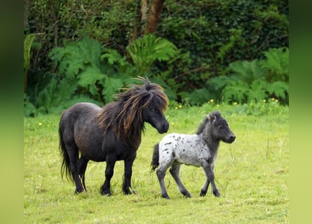 Falabella, Jument, 5 Ans, 79 cm