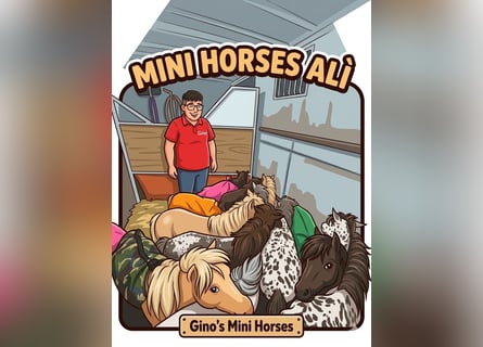 Falabella, Klacz, 1 Rok, 65 cm