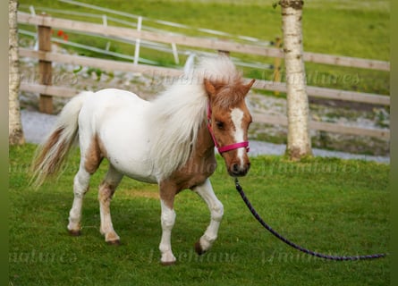 Falabella Mix, Klacz, 2 lat, 74 cm, Tobiano wszelkich maści